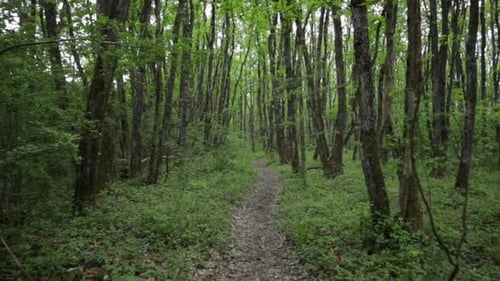 quiet forest path with nobodyin empty quiet woodlands, dolly in eye level shot wide angle