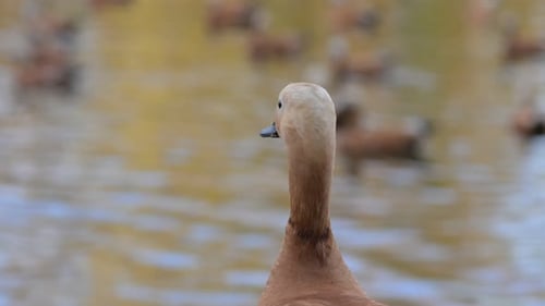 Ruddy Shelduck dreht seinen Kopf in verschiedene Positionen