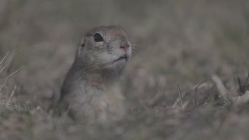 Alert Gopher Emerging From Burrow in Grassy Field