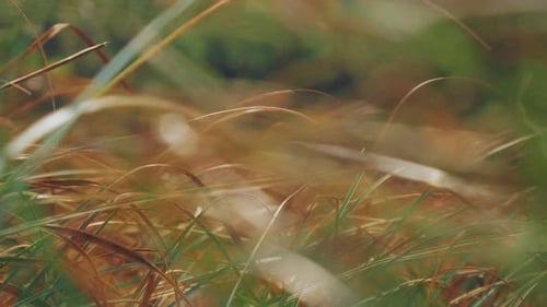 Close up of tall grass gently blowing in the wind at the sunrise.