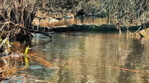 Fallen Tree Trunk Across Narrow River in Deciduous Forest