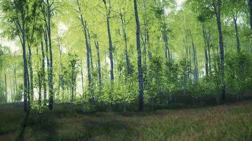 Birch Grove on a Sunny Summer Day Landscape