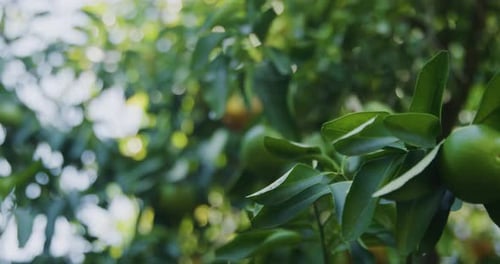 gros plan d'un nombril orange non mûr et d'un nombril mûr dans le dos attaché aux arbres. rack focus sh