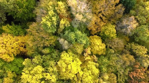 View From Above of Colorful Woods with Yellow and Orange Canopies in Autumn Forest on Sunny Day