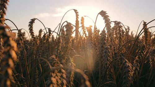 An Ear of Ripe Wheat Growing in the Field Wheat Harvest Time