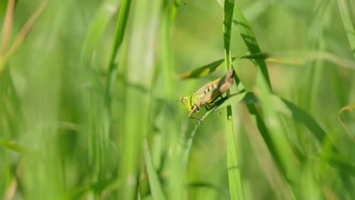 Close-up grasshopper sits on a blade of grass