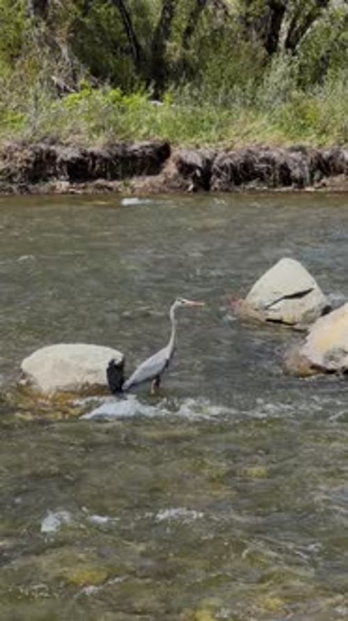 Grand héron debout silencieusement sur un rocher, observant l'environnement fluvial