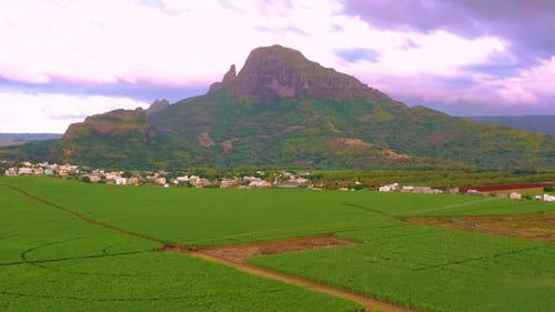 Aerial view of sugarcane fields on the island of Mauritius.