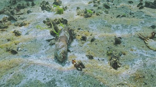 Deceased of goby and crab lie on sand in low-oxygen zone, also known as hypoxic dead zones