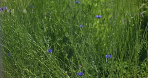 Herbe de prairie ensoleillée avec fleurs sauvages bleues
