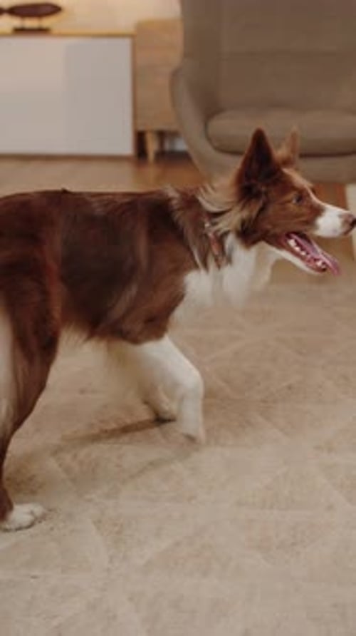 Hund folgt den Befehlen des Besitzers Border Collie Hunderasse