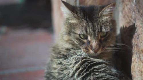 CHAT DÉTENDU AU SOLEIL