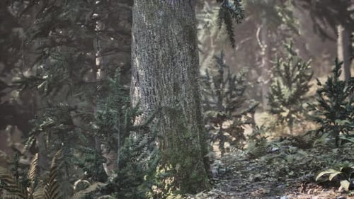Blick in die hohen Pinien an einem Sommertag