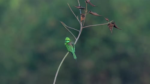Exotic Indian Green Bee Eater Resting on Thin Branch