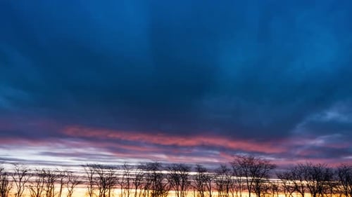 Beautiful Sky and Trees at Sunrise or Sunset