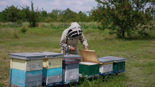 Male beekeeper in protective mask and uniform opens the lid of a hive.