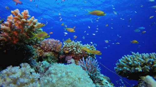 Vibrant Coral Reef Underwater with Colorful Fish