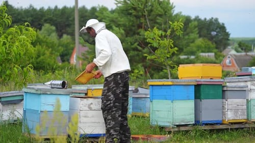 Beekeeper putting new frames into hives.