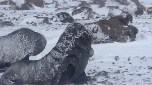 Seals Covered in Snow in a Cold Environment
