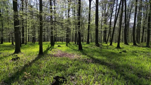 Moving in Spring Forest with Sunshine