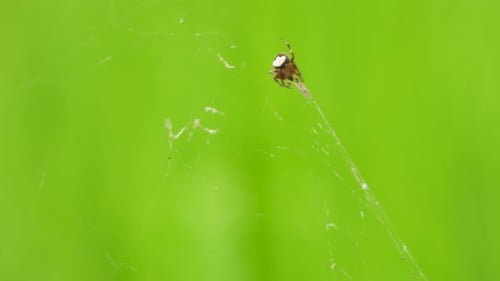Spider Sitting on a Swaying Web