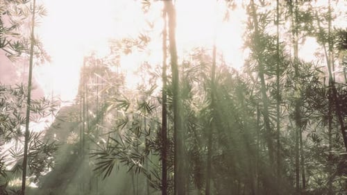 Sunlight Filtering Through a Dense Bamboo Forest