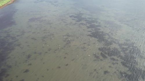White Birds Fly on Sea