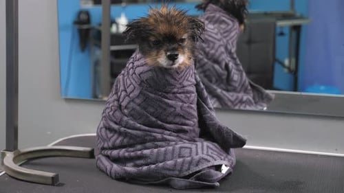 Small Dog Wrapped in a Towel