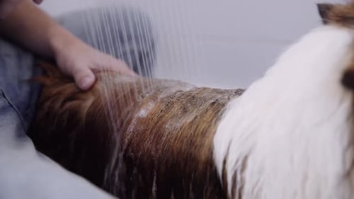 Sheltie is washed by a man with a special dog shower in a bathroom. Close up shot