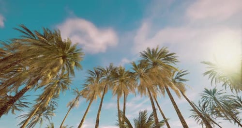 Sunny Palm Trees Moving Against Blue Sky Background