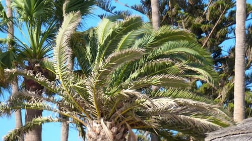 Palm Tree with Large Green Leaves. Tropical Background. Palm Trees on Tropical