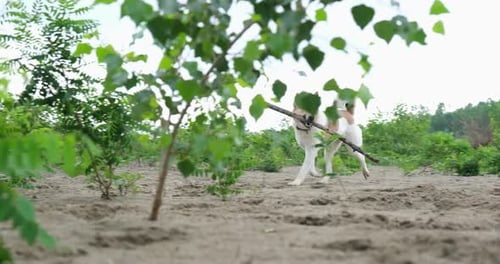 Happy dog running through a meadow carrying a stick