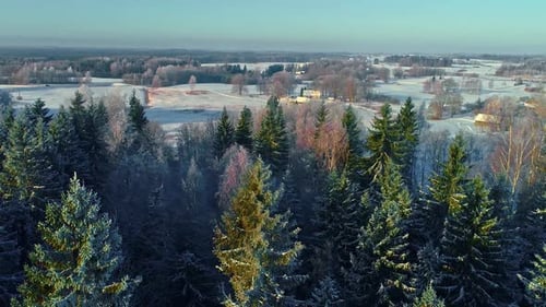Aerial view,snow-draped winterland with coniferous trees offering serene beauty