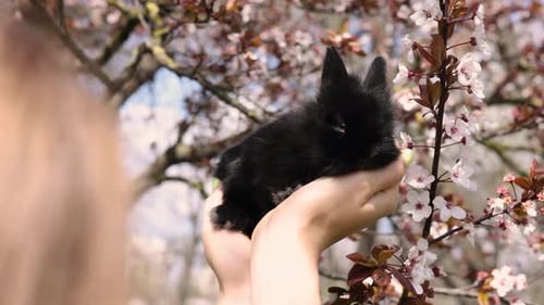 adorable cute bunny rabbit in hand against blossom cherry apple tree in park or garden.