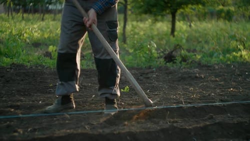 Farmer making lines in the dirt to plant crops. Man gardening