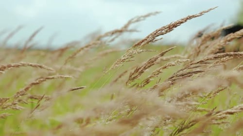 Closeup the Wind Sways the Yellow Ears of Corn Yellow Grass on Nature Field on Summer Wild Field on