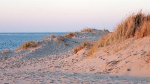 Offshore Sand Dune Mountain With Sea Grass During Summer. Close Up