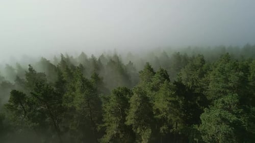 Drone shot of a forest shrouded in cloud and fog.