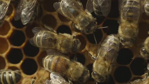Bees Working on Honeycomb in Macro Shot