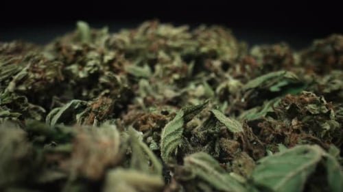 Macro View of Organic Plant Matter