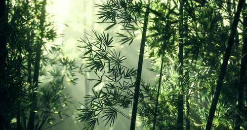 Sunlight Filtering Through Lush Bamboo Forest During a Serene Morning