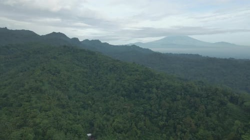 Drone flying moving backward over endless forest on the hills. Beautiful view of forest landscape wi