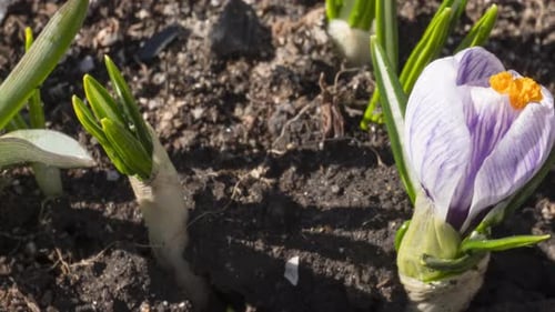 Zeitraffer zum Blühen von Krokusblüten