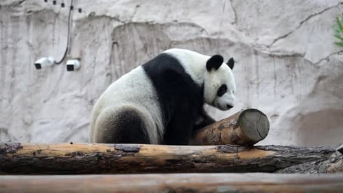 Cute Happy Funny Giant Panda Eating Bamboo