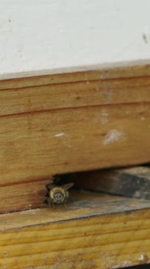 Agujero en una madera por el que entran las abejas