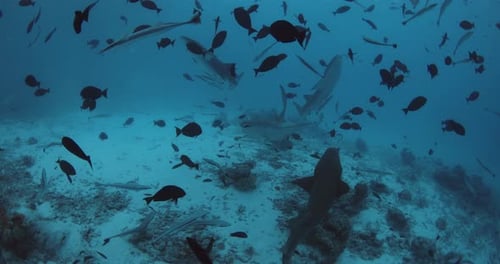 A Lot of Tropical Fishes and Sharks in Deep Sea School of Fish and Sharks in Clear Blue Ocean
