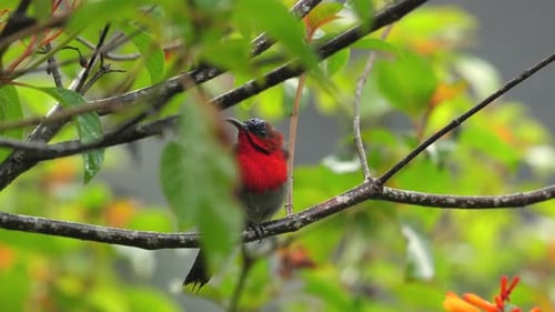 Farbenfroher Vogel thront zwischen grünen Blättern auf einem Ast mit weichem