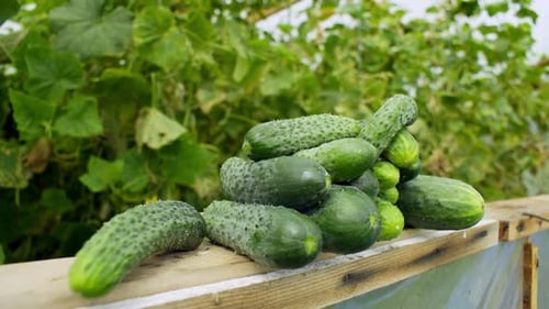 Freshly Picked Fragrant Cucumbers Lie on the Window of the Greenhouse