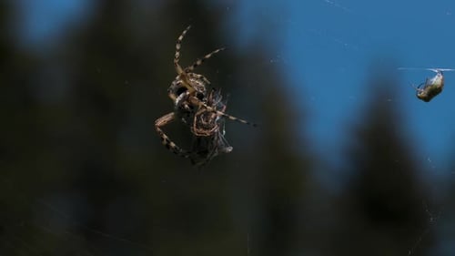 Closeup of Spider Eating Fly