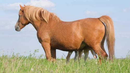 A Horse with a Small Foal on a Green Pasture A Red Horse with a Foal Grazes on a Green Meadow